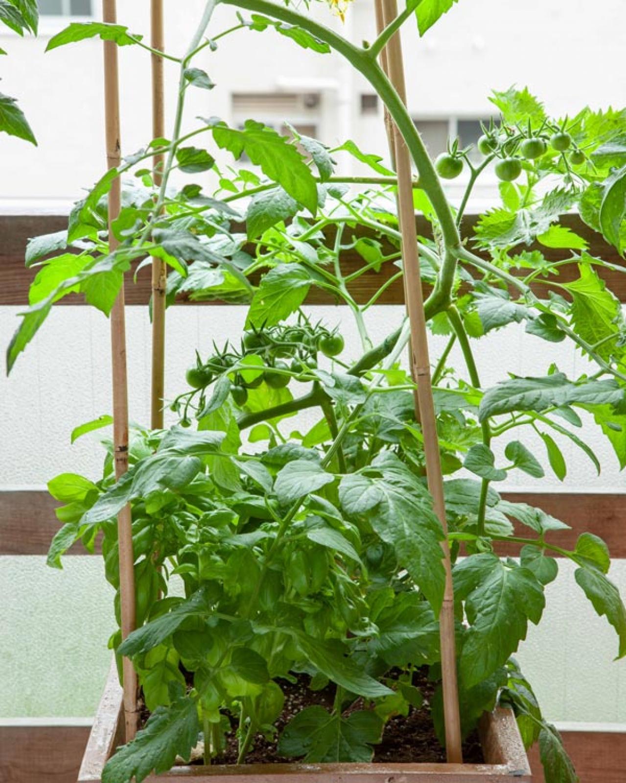 初心者でも失敗しない【ベランダ菜園】ミニトマト＋バジル＋シソで寄せ植えレッスン（画像9）