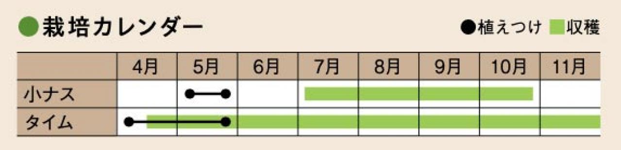 初心者でも失敗しない【ベランダ菜園】ミニトマト＋バジル＋シソで寄せ植えレッスン（画像24）