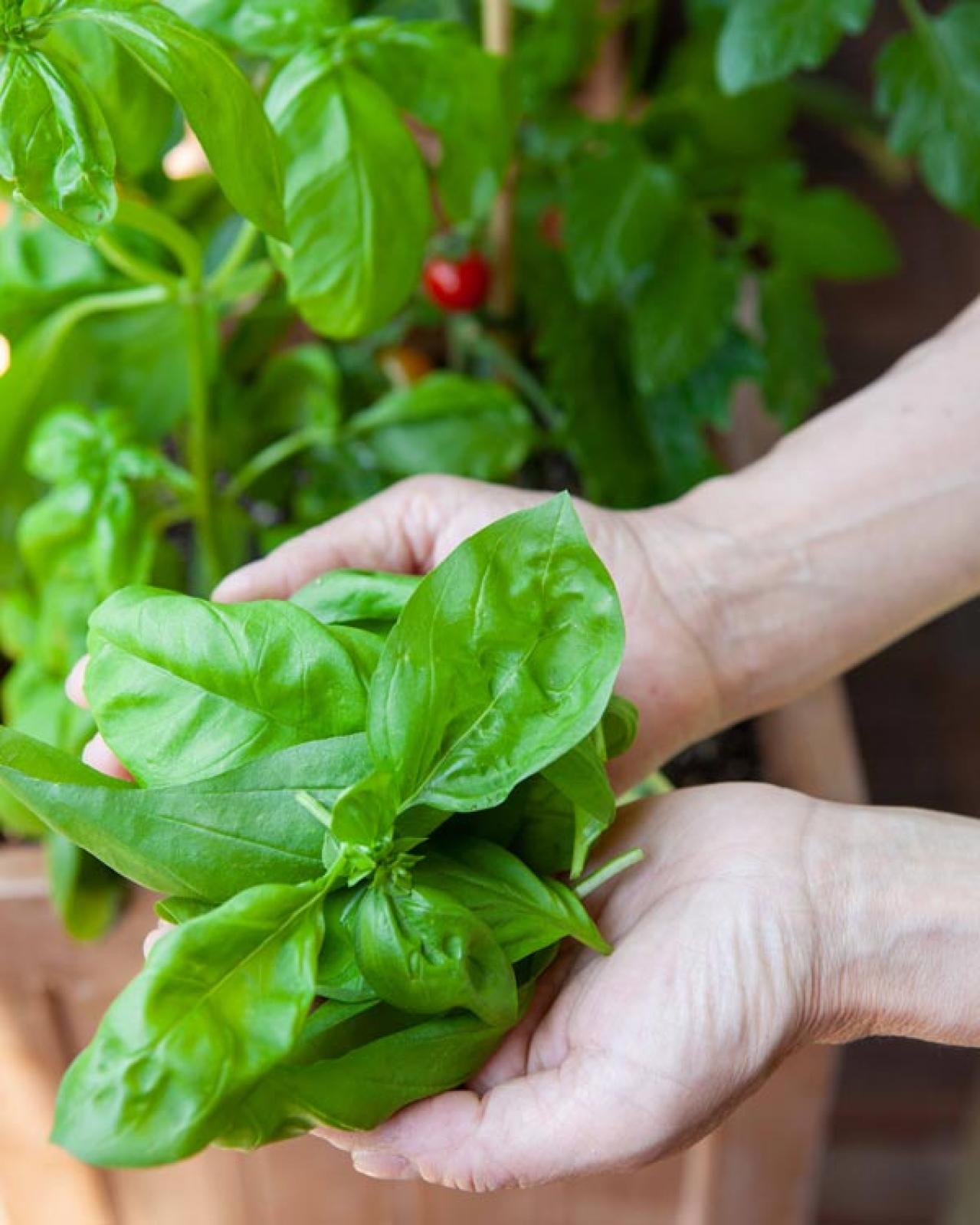 初心者でも失敗しない【ベランダ菜園】ミニトマト＋バジル＋シソで寄せ植えレッスン（画像12）