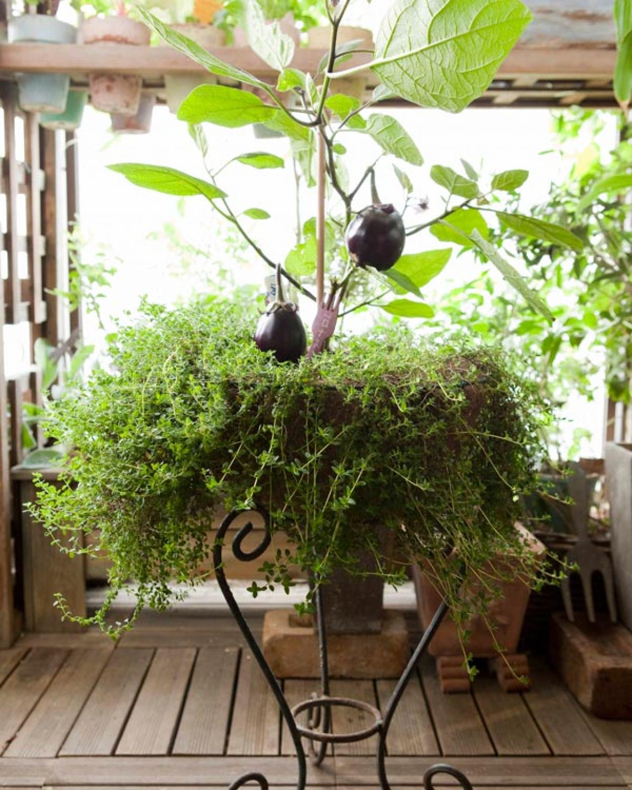 初心者でも失敗しない【ベランダ菜園】ミニトマト＋バジル＋シソで寄せ植えレッスン（画像21）