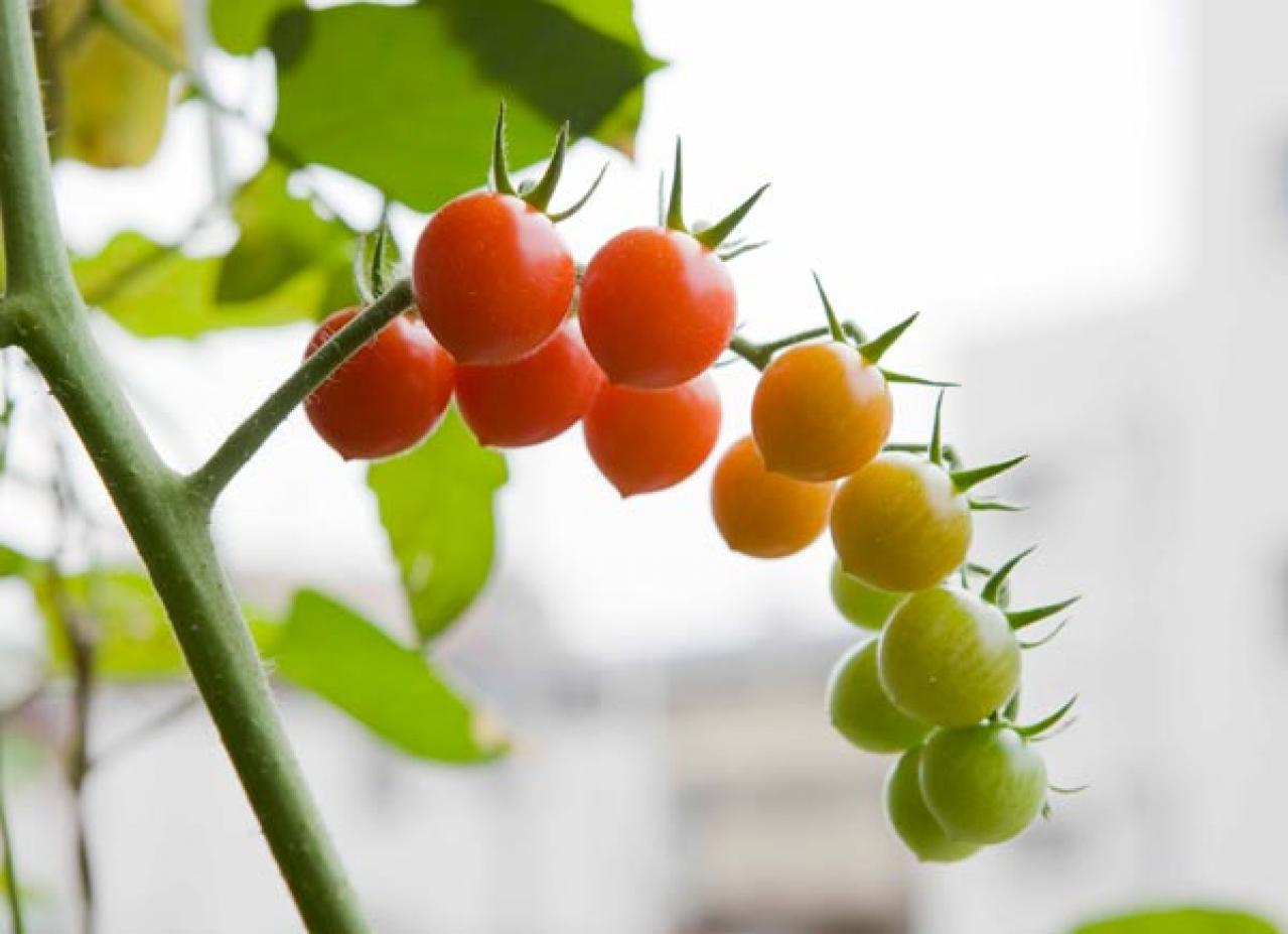 【ガーデニング】初心者でも失敗知らずの「野菜＋ハーブの寄せ植え」とは？ 今すぐ始めたい【ベランダ菜園】（画像2）