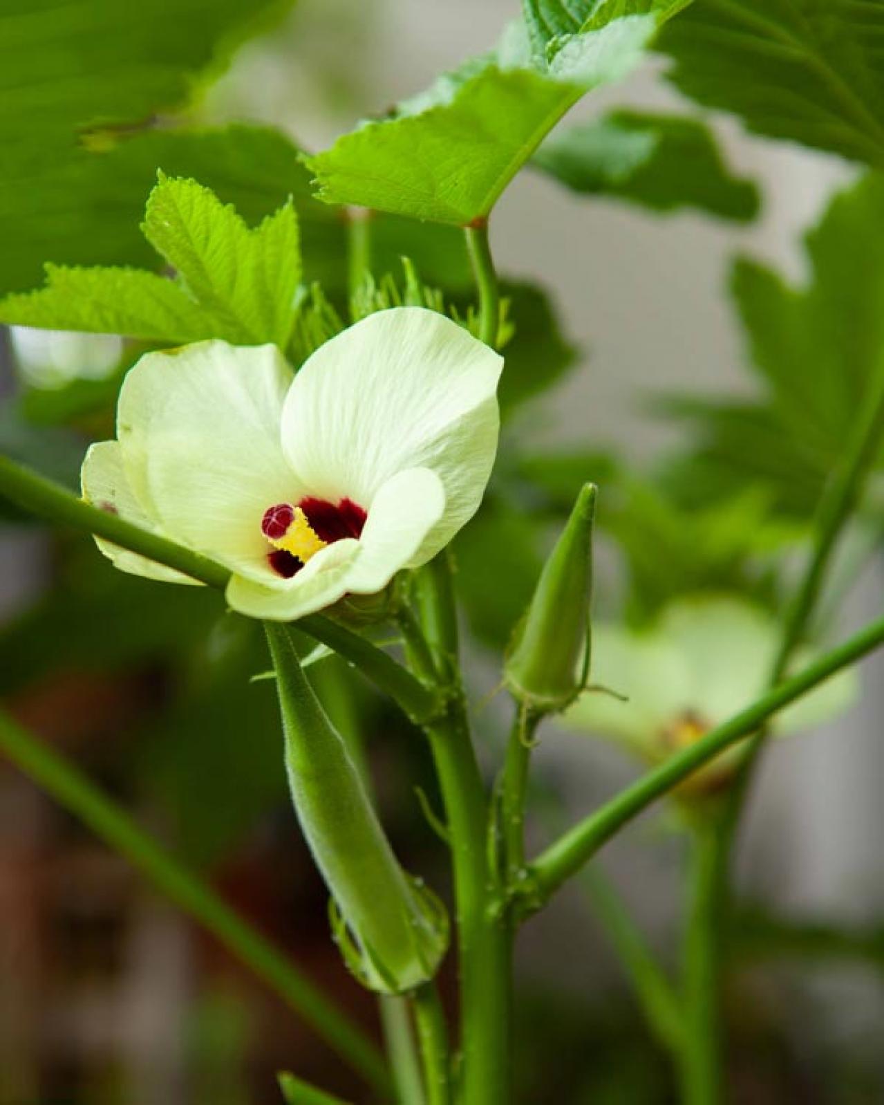 【ガーデニング】初心者でも失敗知らずの「野菜＋ハーブの寄せ植え」とは？ 今すぐ始めたい【ベランダ菜園】（画像5）