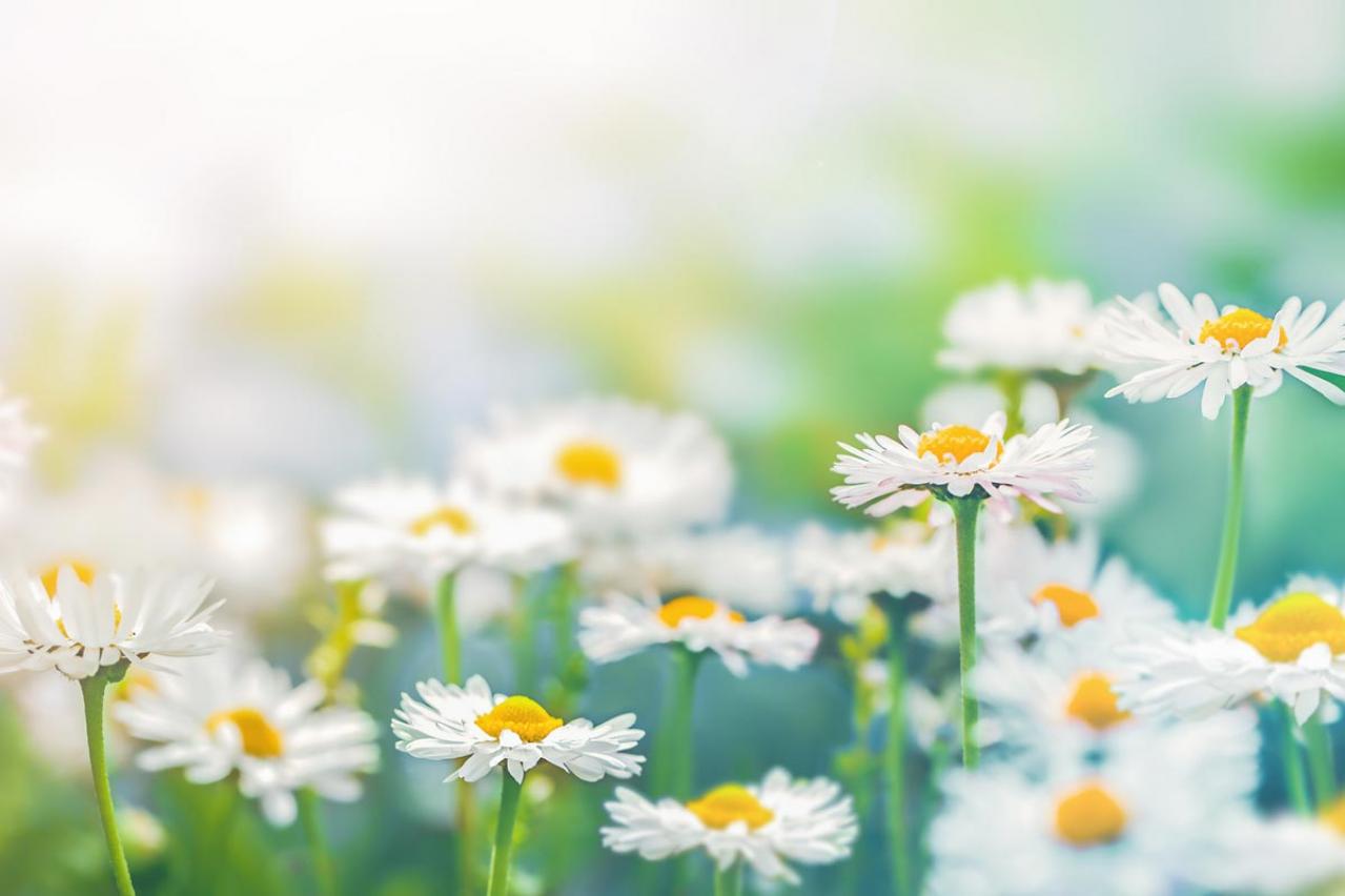 大島弓子の漫画『さようなら女達』を久しぶりに読んでみたら。「心象風景の描き方に今また感動」