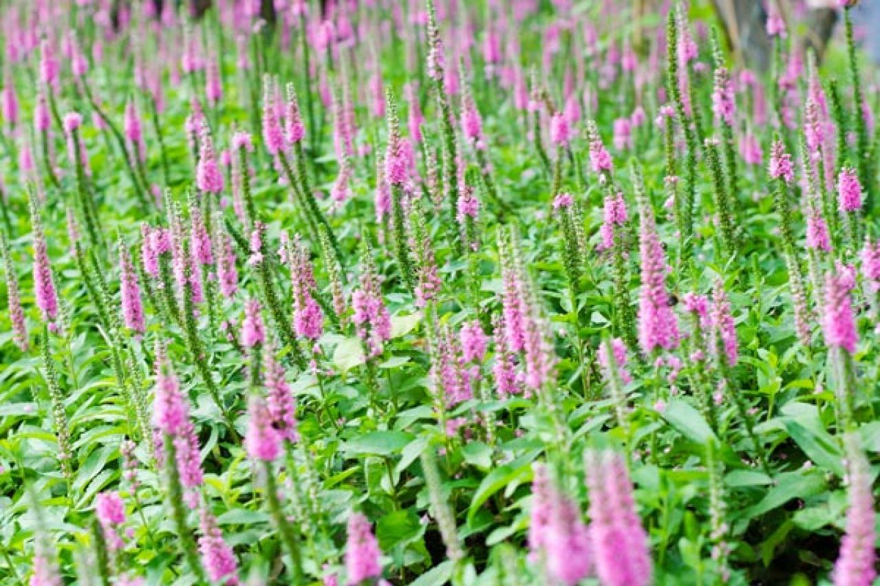 【ガーデニング】植えっぱなしで毎年咲いてくれる【宿根草・多年草】の花で、初夏の庭を彩る（画像10）