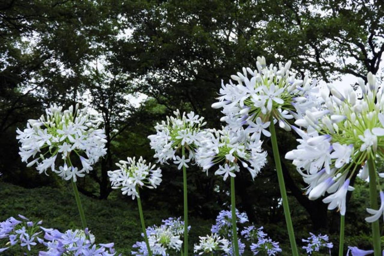【ガーデニング】植えっぱなしで毎年咲いてくれる【宿根草・多年草】の花で、初夏の庭を彩る（画像4）