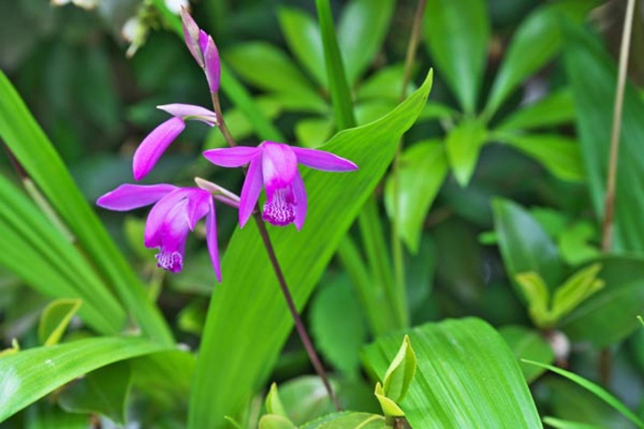 【ガーデニング】植えっぱなしで毎年咲いてくれる【宿根草・多年草】の花で、初夏の庭を彩る（画像11）