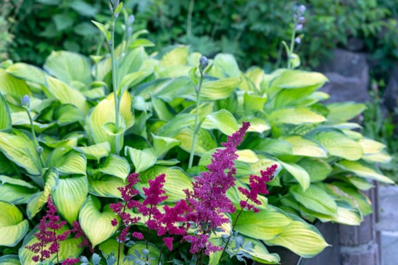 【ガーデニング】植えっぱなしで毎年咲いてくれる【宿根草・多年草】の花で、初夏の庭を彩る（画像15）