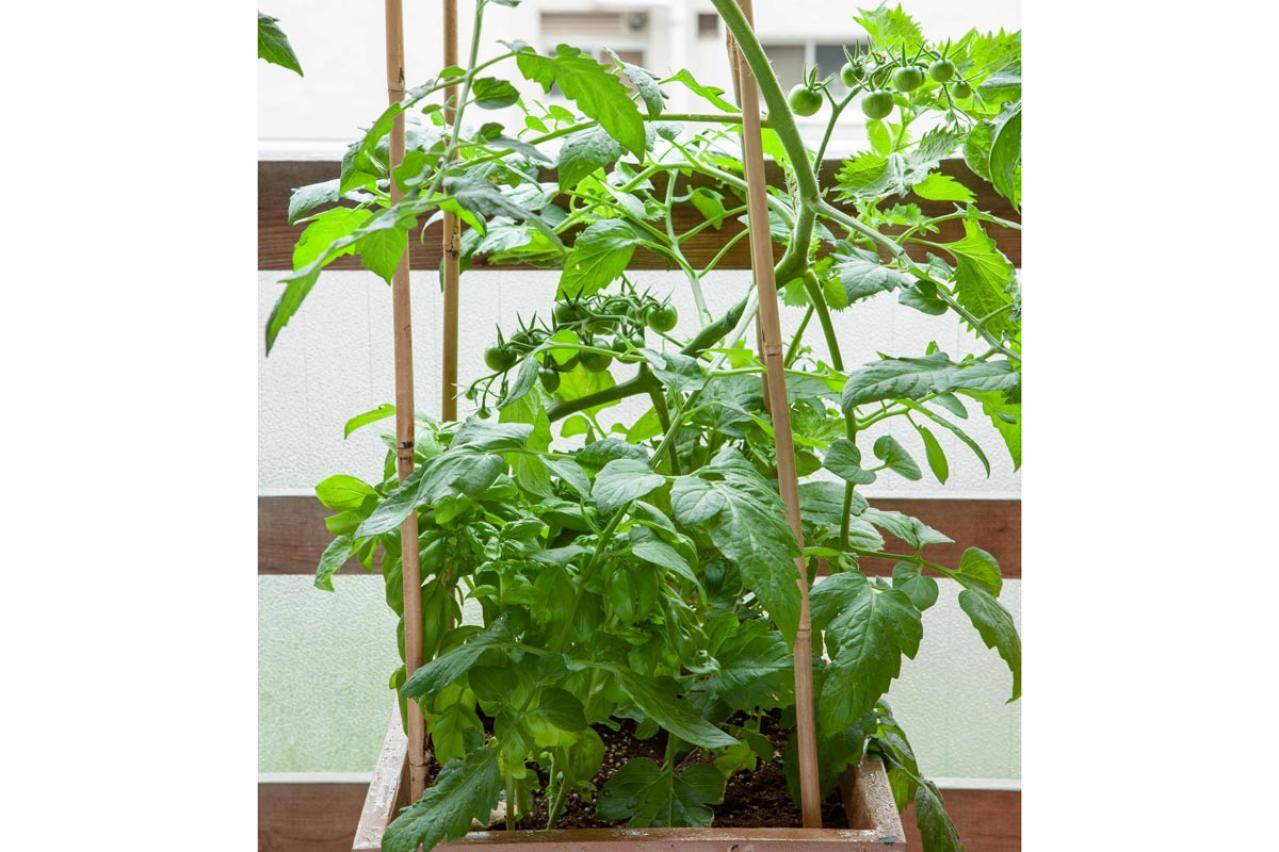 初心者でも失敗しない【ベランダ菜園】ミニトマト＋バジル＋シソで寄せ植えレッスン