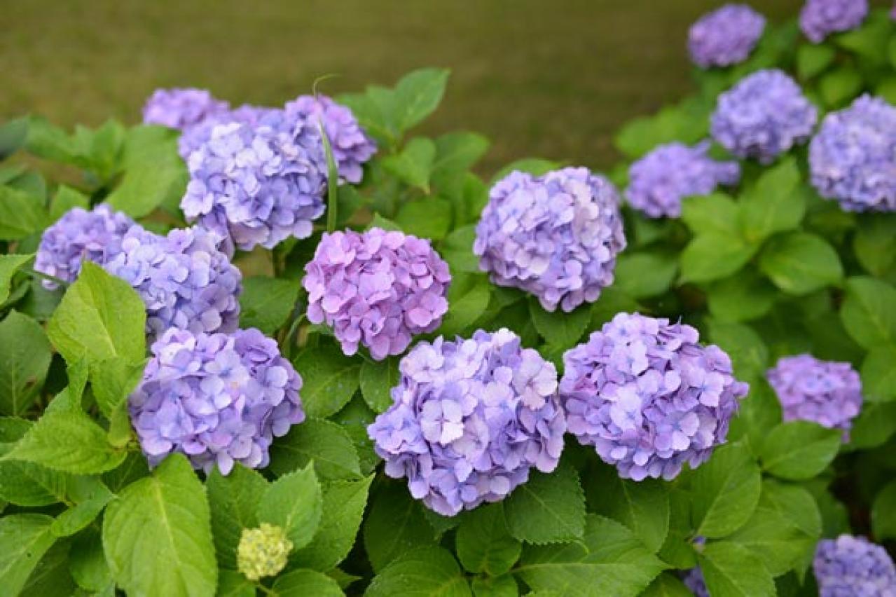 【ガーデニング】アジサイのイメージ一新！多彩な花色とバリエーションを楽しむ（画像8）