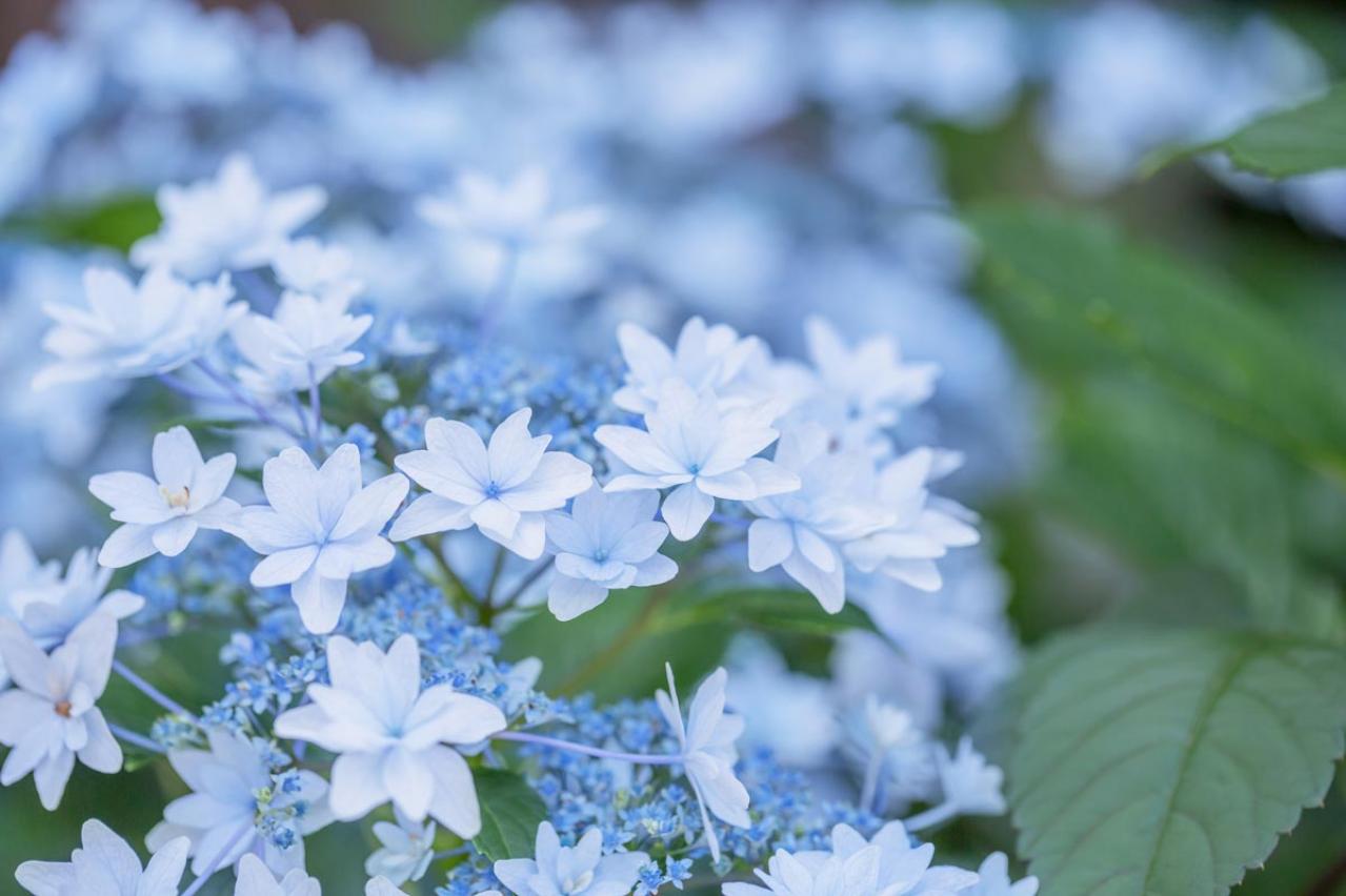 【ガーデニング】アジサイのイメージ一新！多彩な花色とバリエーションを楽しむ
