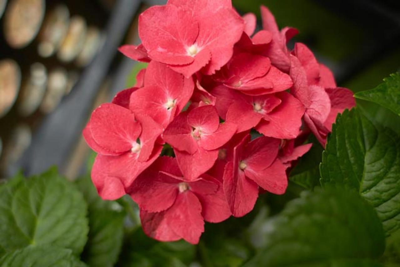 【ガーデニング】アジサイのイメージ一新！多彩な花色とバリエーションを楽しむ（画像2）