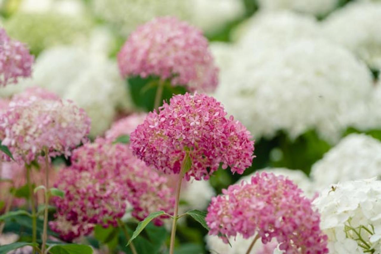 【ガーデニング】アジサイのイメージ一新！多彩な花色とバリエーションを楽しむ（画像6）