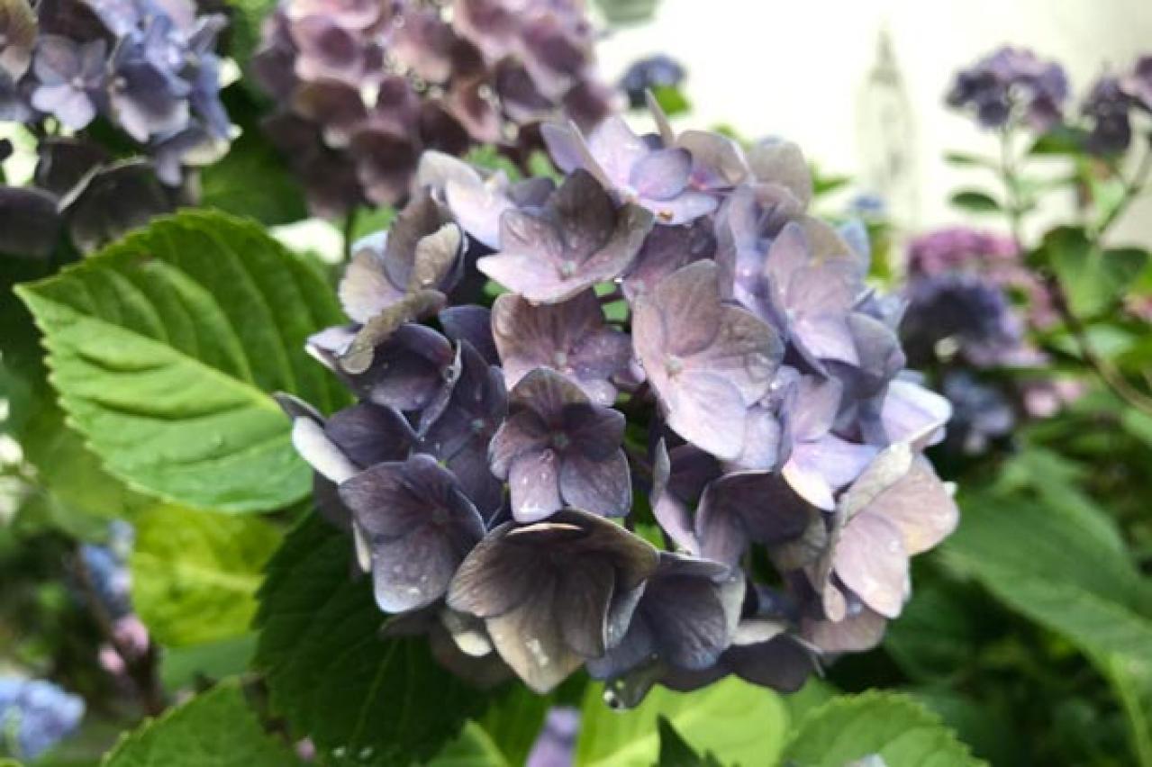 【ガーデニング】アジサイのイメージ一新！多彩な花色とバリエーションを楽しむ（画像4）