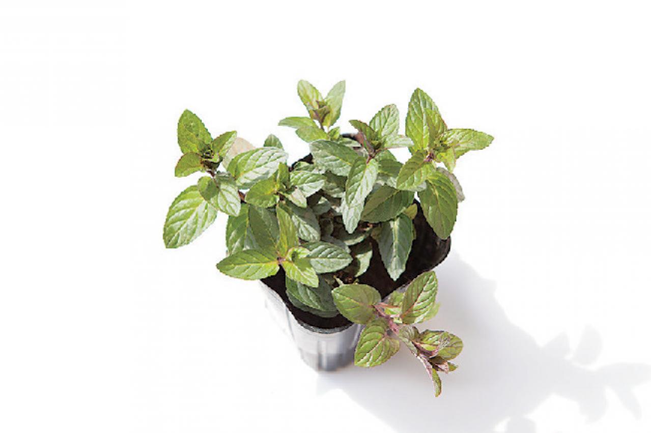 【ガーデニング】さわやかな香りと愛らしい花を楽しむハーブの寄せ植え（画像7）