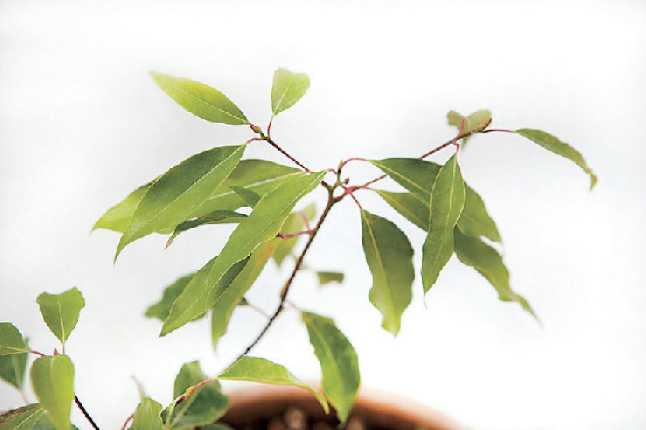 【ガーデニング】さわやかな香りと愛らしい花を楽しむハーブの寄せ植え（画像4）