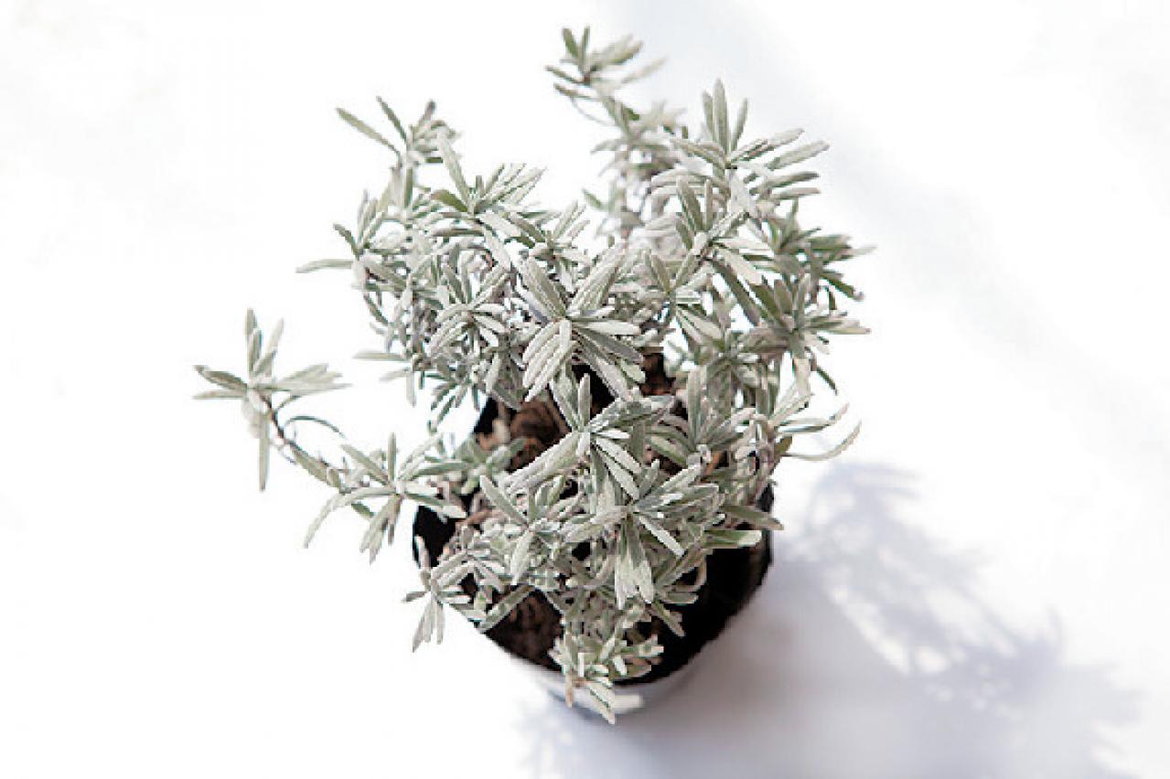 【ガーデニング】さわやかな香りと愛らしい花を楽しむハーブの寄せ植え（画像5）