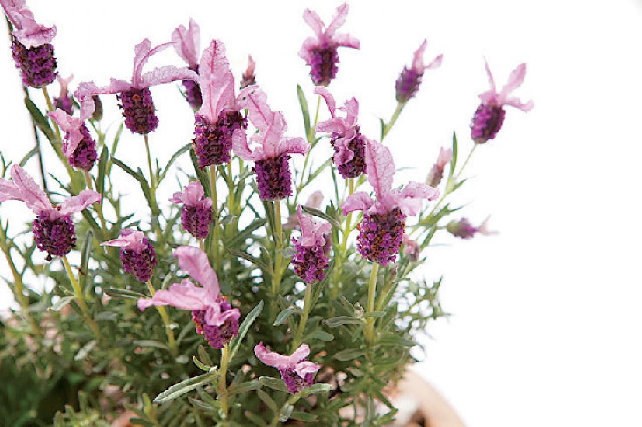 【ガーデニング】さわやかな香りと愛らしい花を楽しむハーブの寄せ植え（画像6）