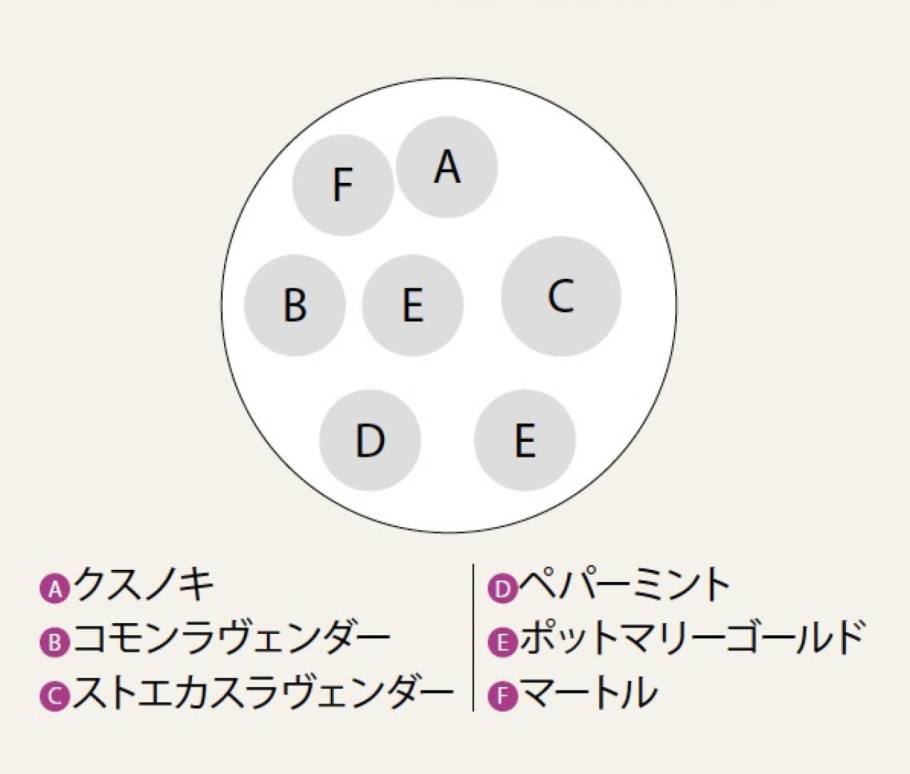 【ガーデニング】さわやかな香りと愛らしい花を楽しむハーブの寄せ植え（画像3）