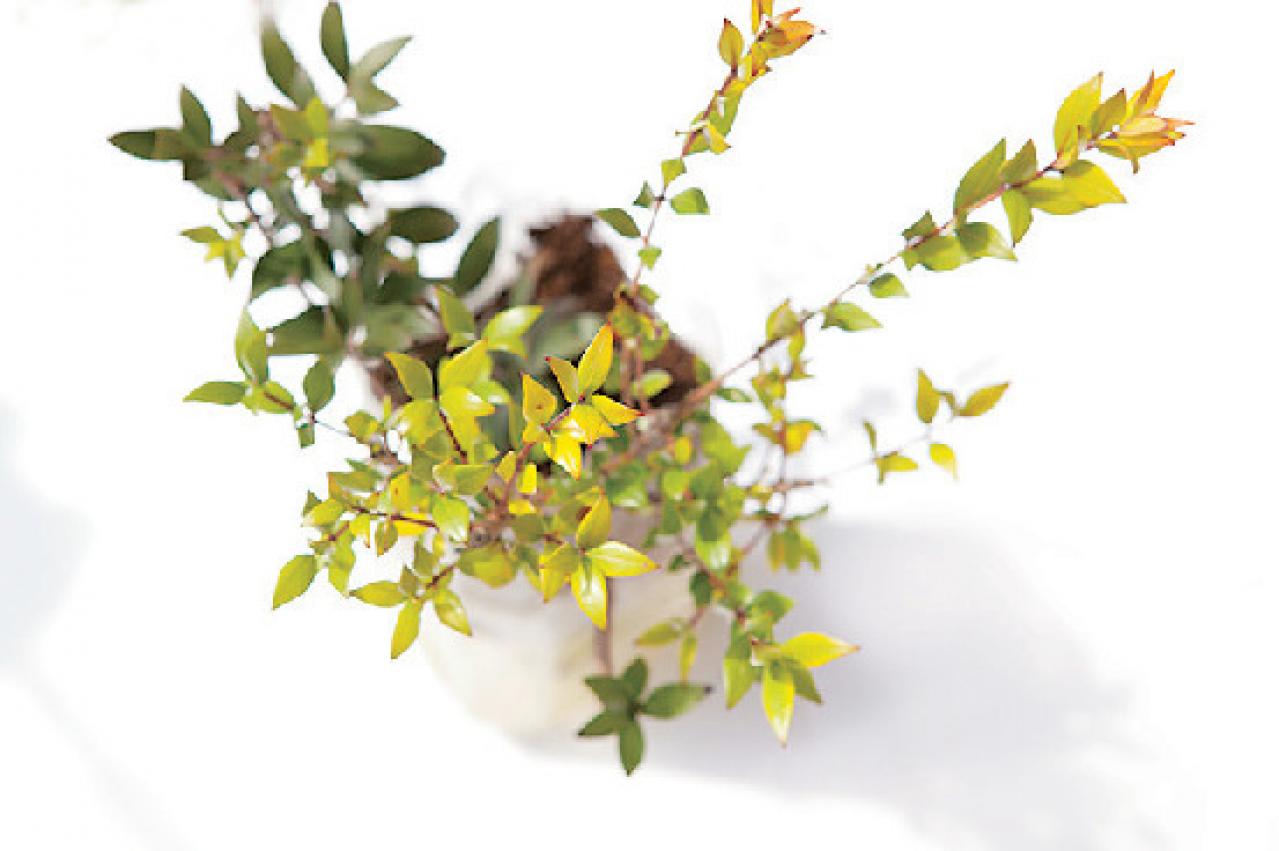 【ガーデニング】さわやかな香りと愛らしい花を楽しむハーブの寄せ植え（画像9）