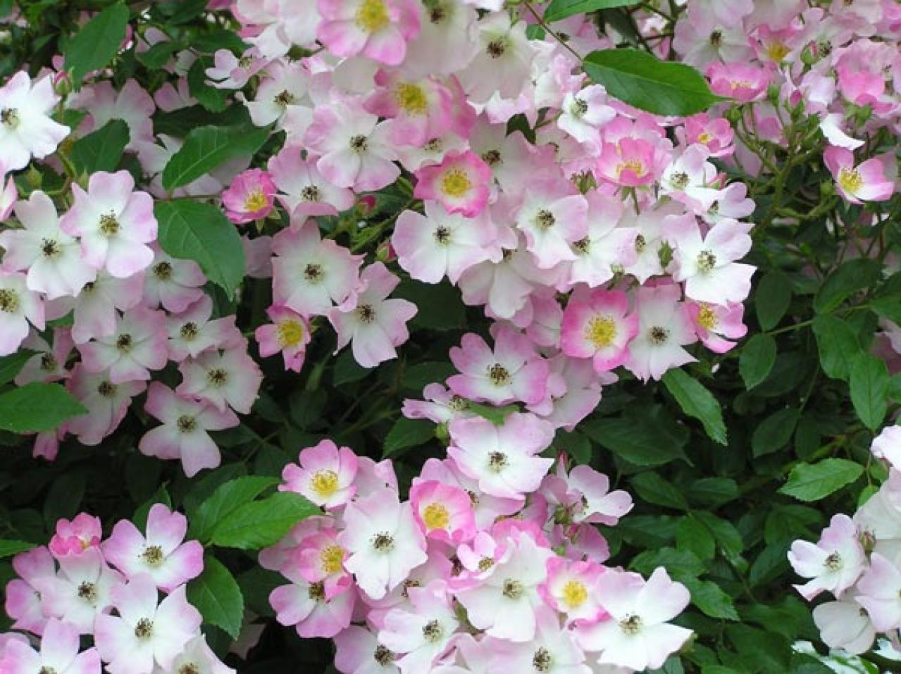 【ガーデニング】失敗しないバラ選び。代表的な「花形」6選とは？（画像6）