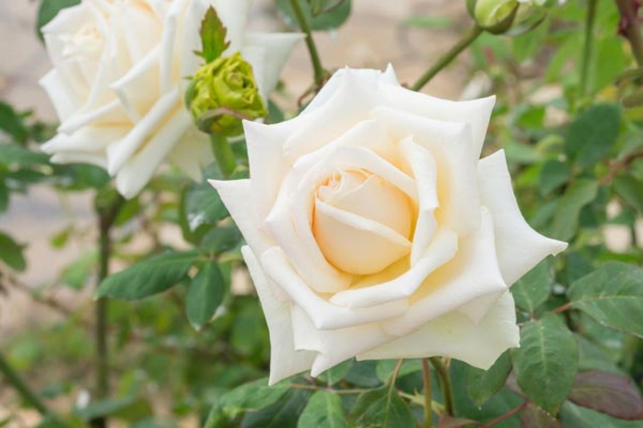 【ガーデニング】失敗しないバラ選び。代表的な「花形」6選とは？（画像2）