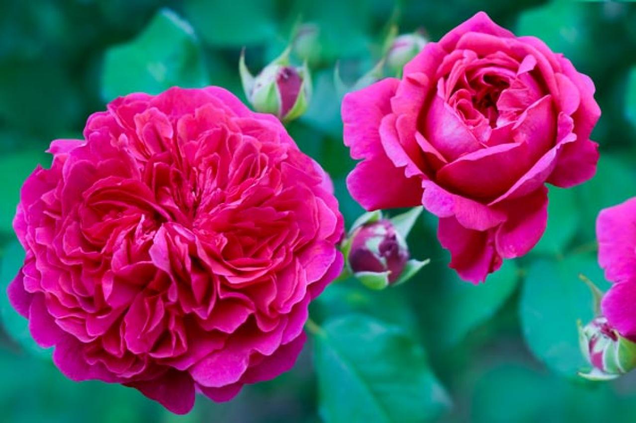 【ガーデニング】失敗しないバラ選び。代表的な「花形」6選とは？（画像4）