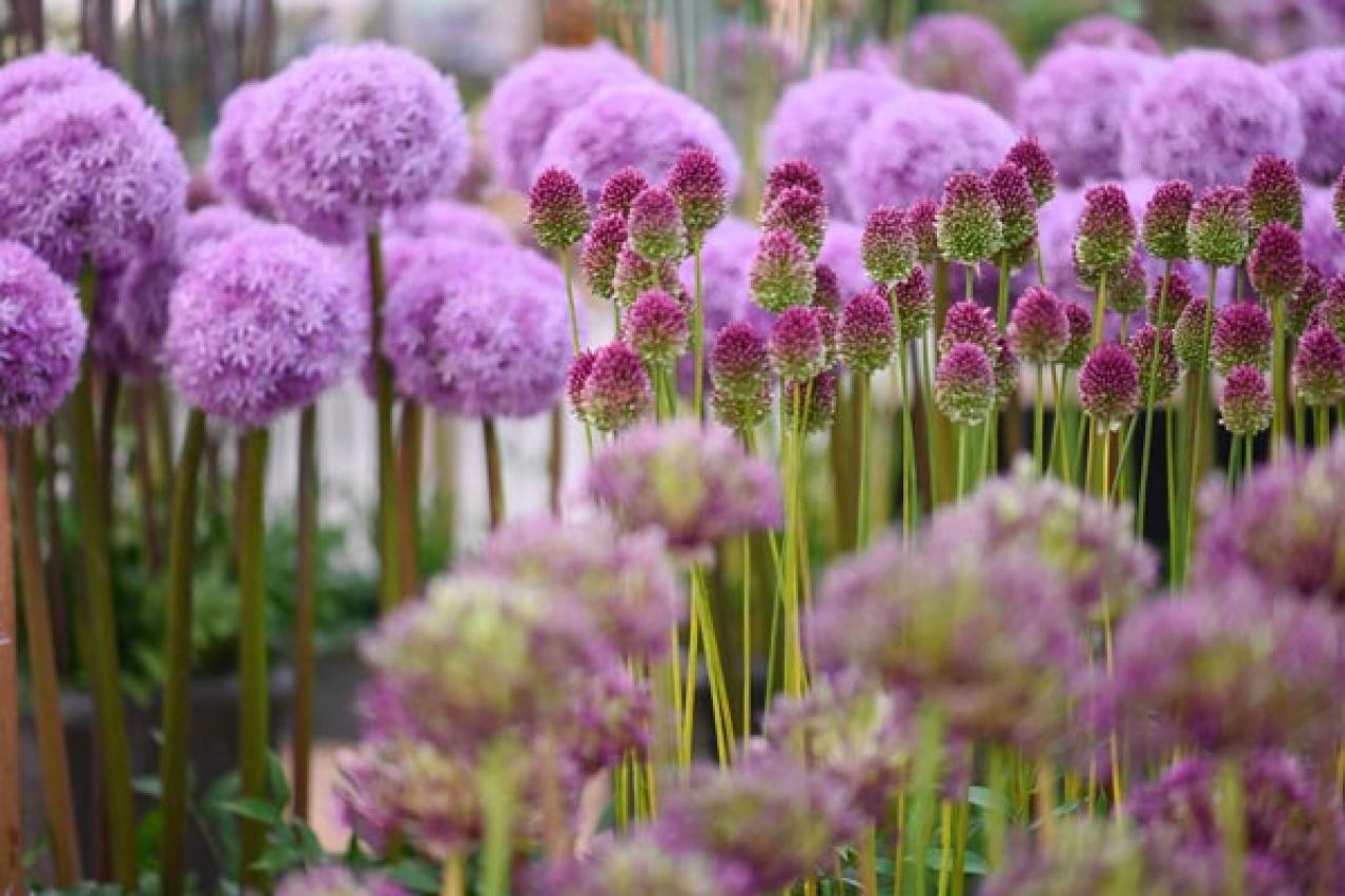 【ガーデニング】初夏を彩る球根植物8選　視線を引きつける主役級ぞろい（画像6）