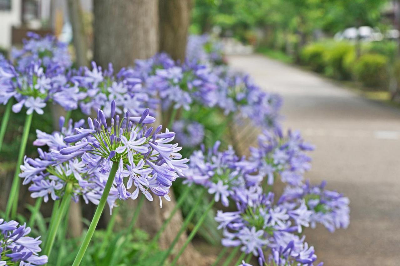 【ガーデニング】初夏を彩る球根植物8選　視線を引きつける主役級ぞろい