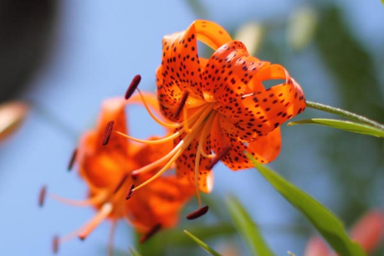 【ガーデニング】初夏を彩る球根植物8選　視線を引きつける主役級ぞろい（画像4）