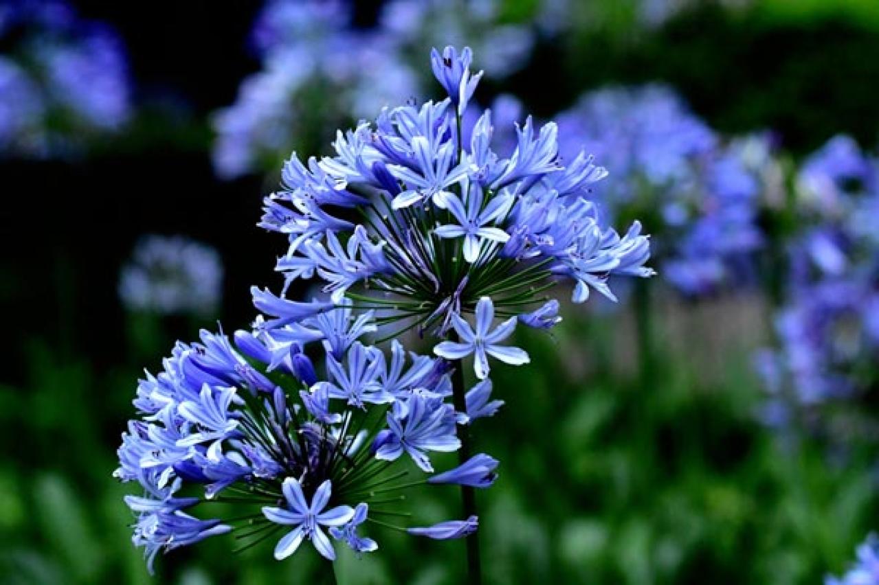 【ガーデニング】初夏を彩る球根植物8選　視線を引きつける主役級ぞろい（画像8）