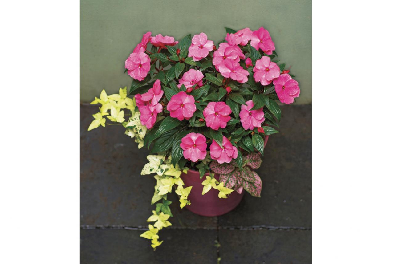 【ガーデニング】蒸し暑い日本の夏でも元気に育ち、秋まで長く咲く【インパチエンスの寄せ植え】