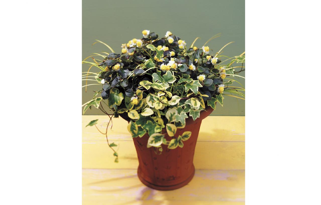 【ガーデニング】手入れがラクで、秋まで長く咲くのが魅力！【ベゴニアの寄せ植え】