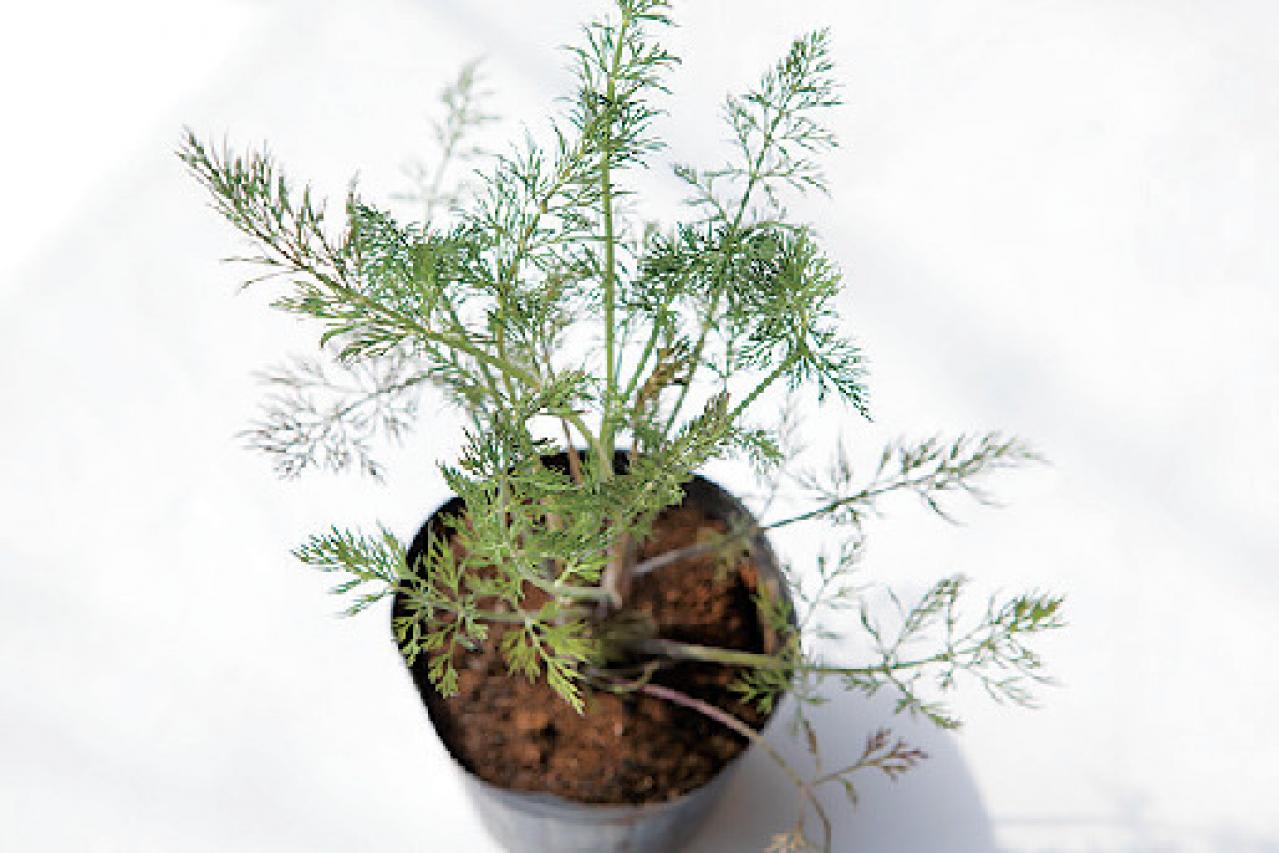 【ガーデニング】初心者でも育てやすく料理に活躍する「ハーブの寄せ植え」（画像10）