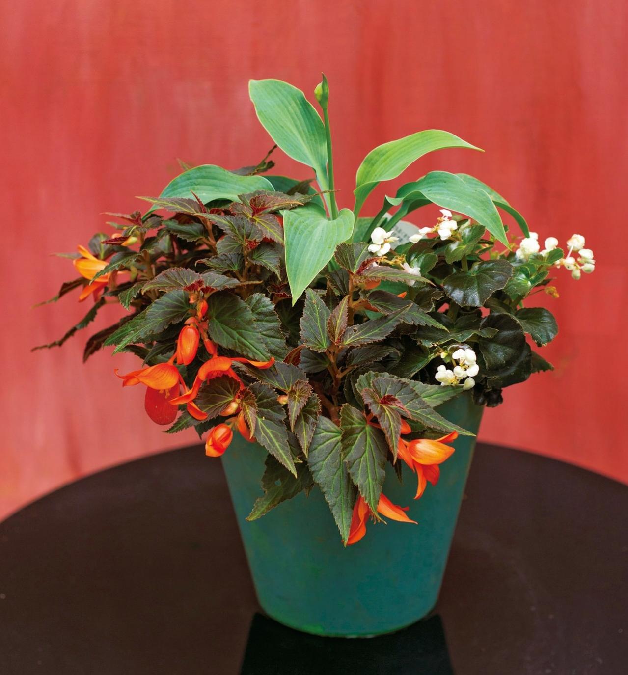 【ガーデニング】手入れがラクで、秋まで長く咲くのが魅力！【ベゴニアの寄せ植え】（画像3）