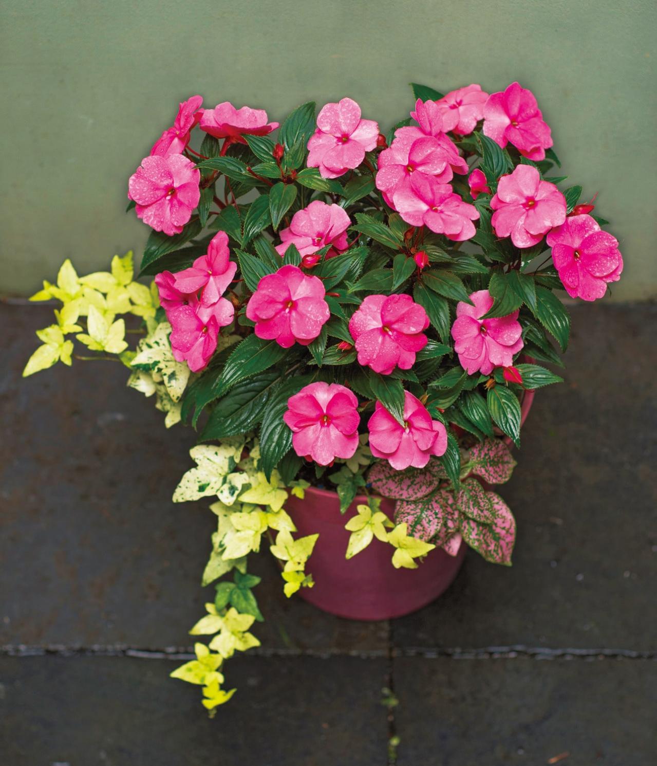 【ガーデニング】蒸し暑い日本の夏でも元気に育ち、秋まで長く咲く【インパチエンスの寄せ植え】（画像5）