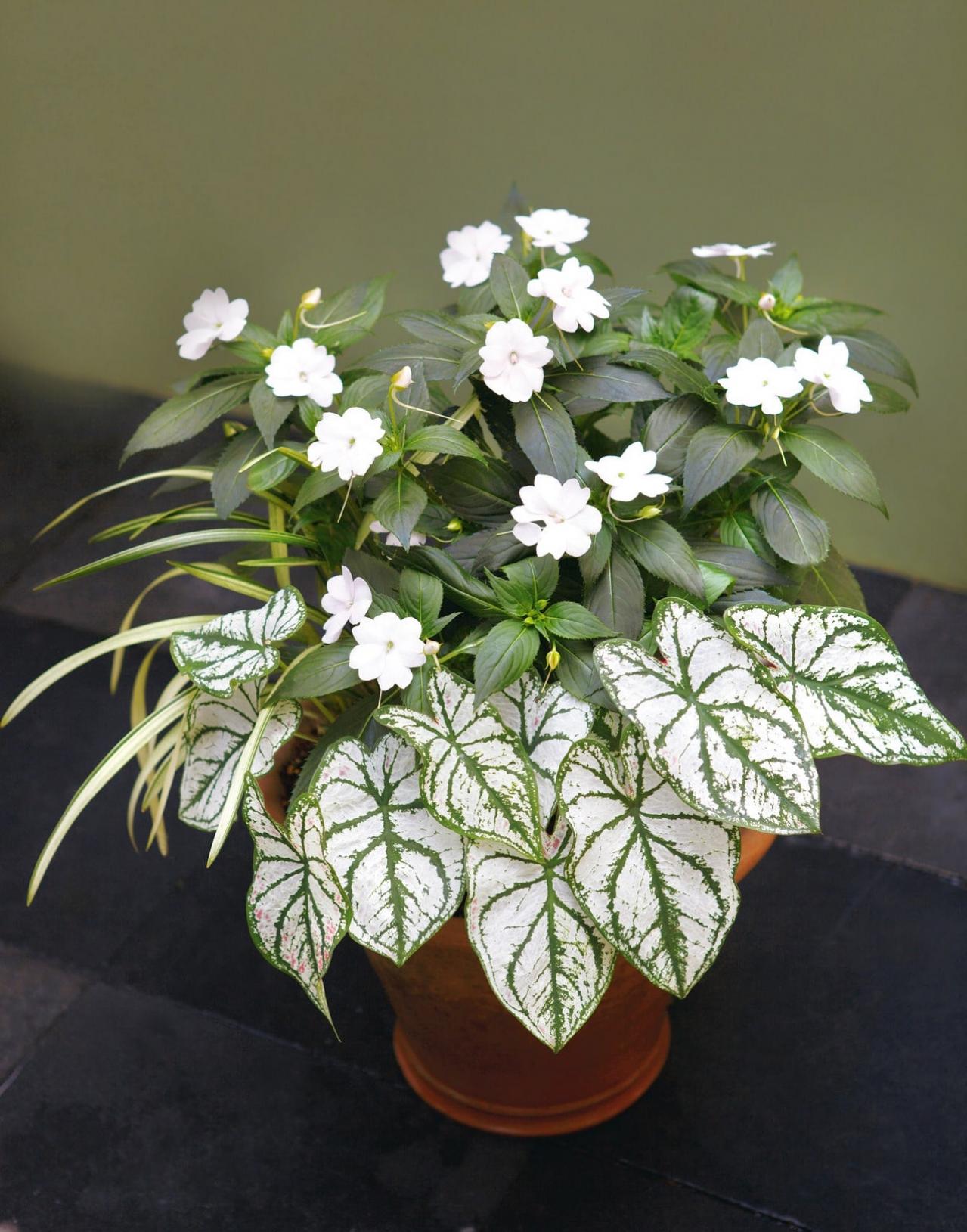 【ガーデニング】蒸し暑い日本の夏でも元気に育ち、秋まで長く咲く【インパチエンスの寄せ植え】（画像3）