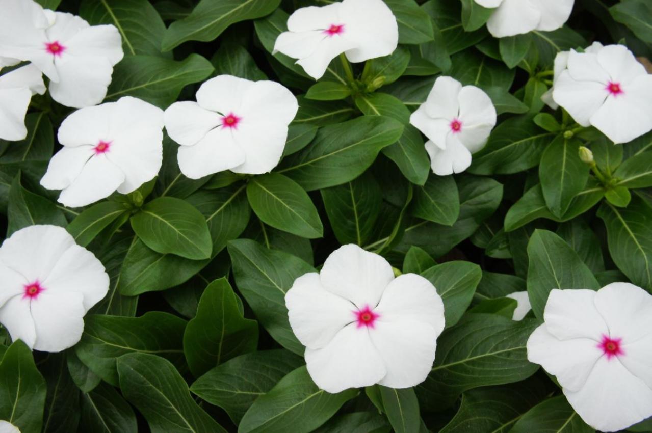 【ガーデニング】多彩な色、花形が魅力的！ 多年草【ニチニチソウ】の寄せ植え（画像2）