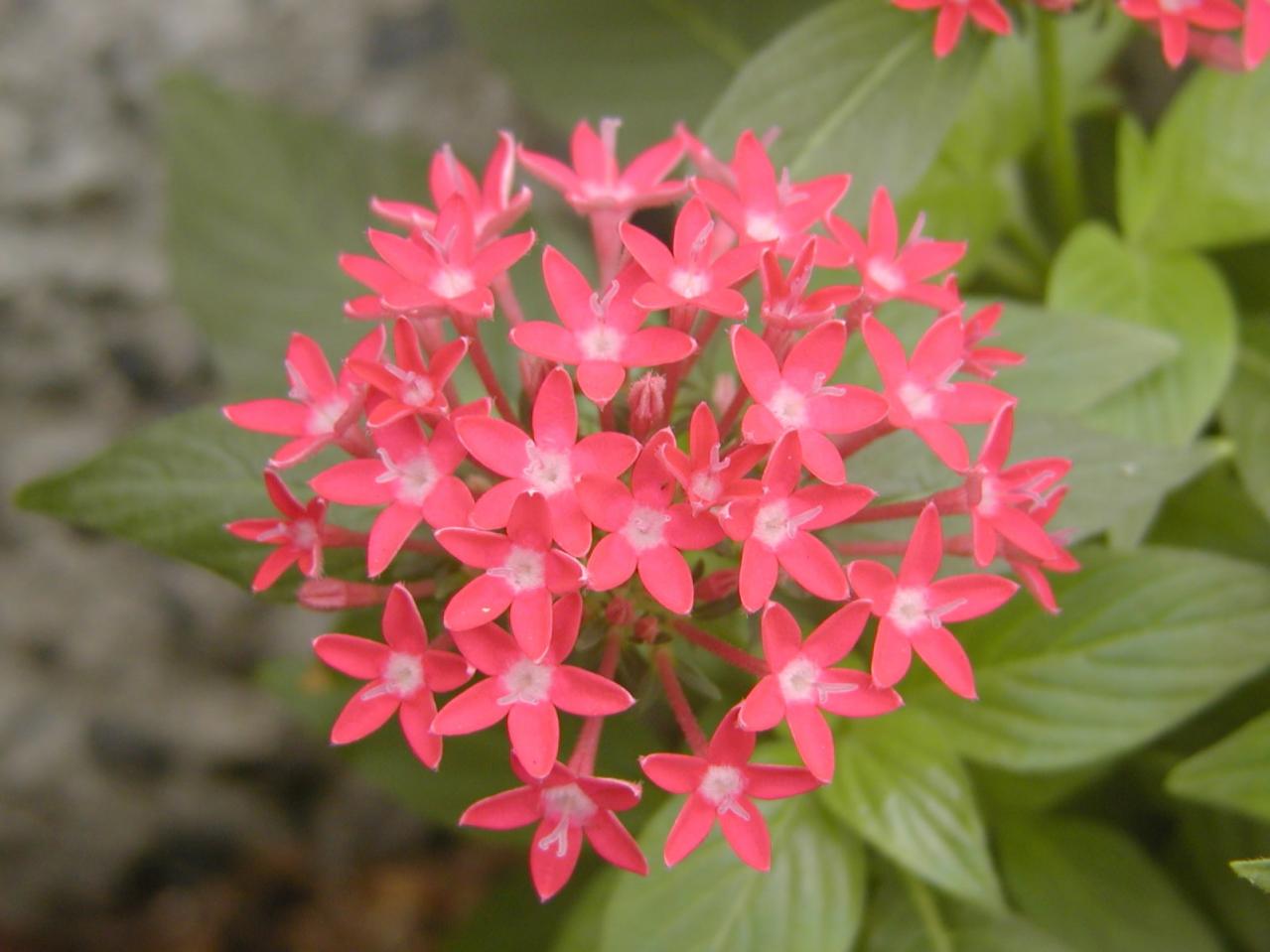 【ガーデニング】初夏から秋まで咲く！ キュートな【ペンタス】の寄せ植え（画像2）