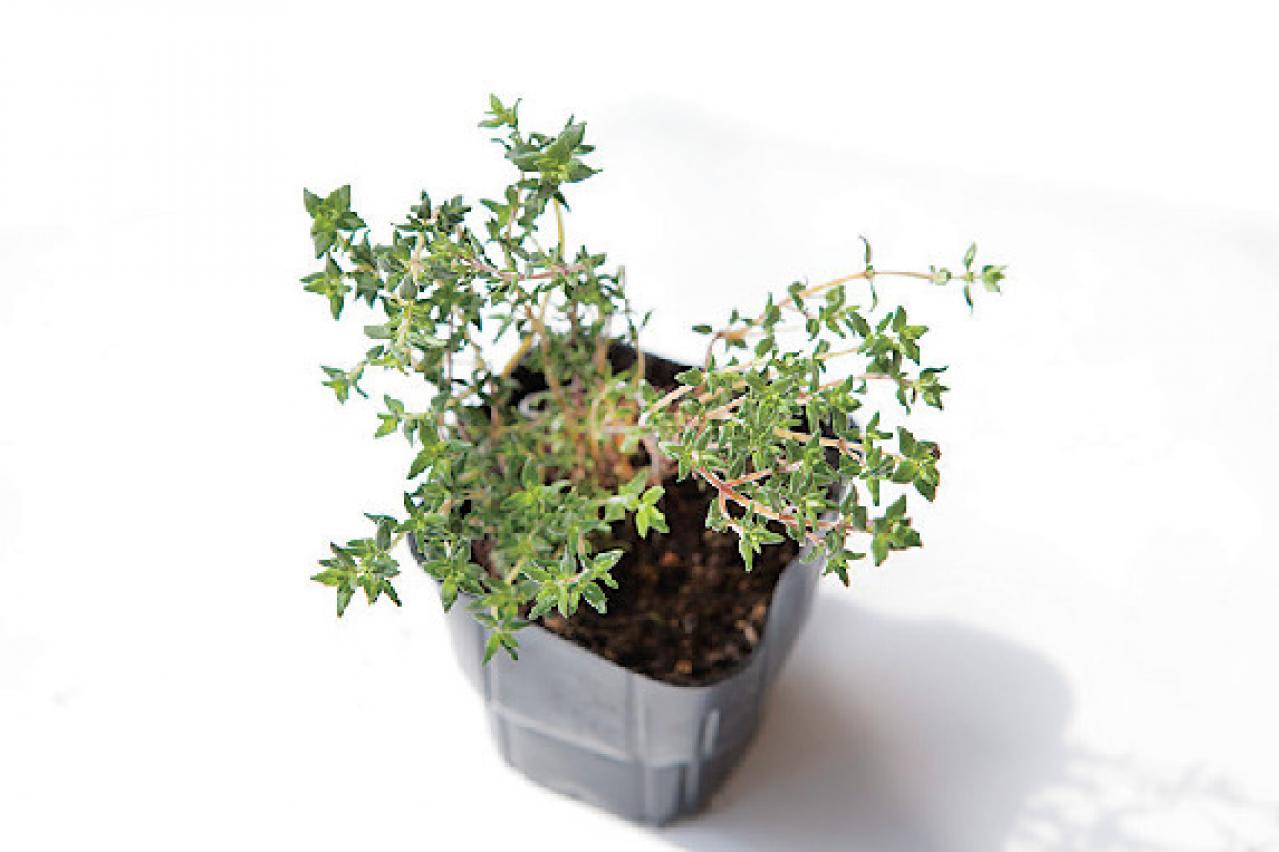 【ガーデニング】初心者でも育てやすく料理に活躍する「ハーブの寄せ植え」（画像8）