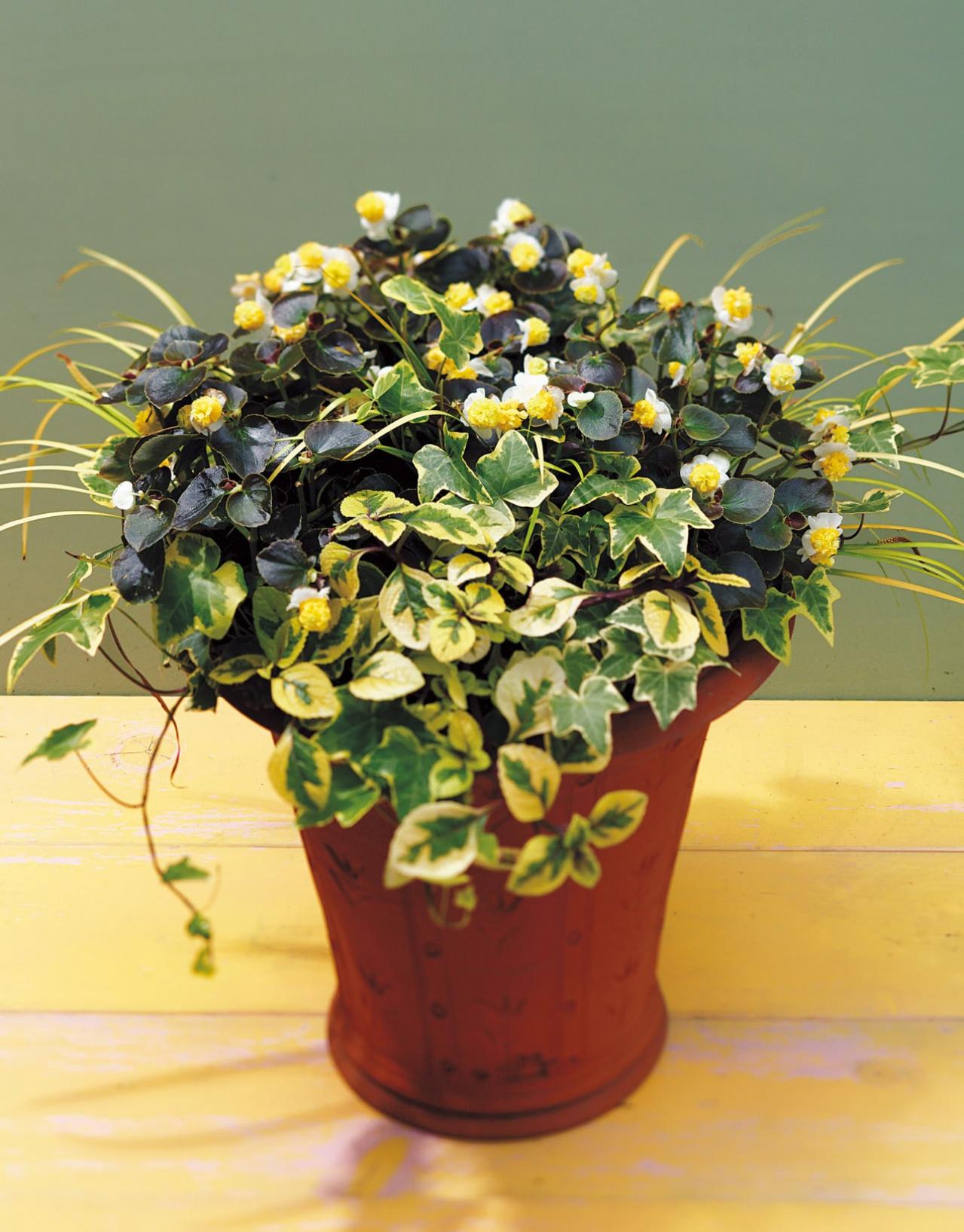 【ガーデニング】手入れがラクで、秋まで長く咲くのが魅力！【ベゴニアの寄せ植え】（画像5）