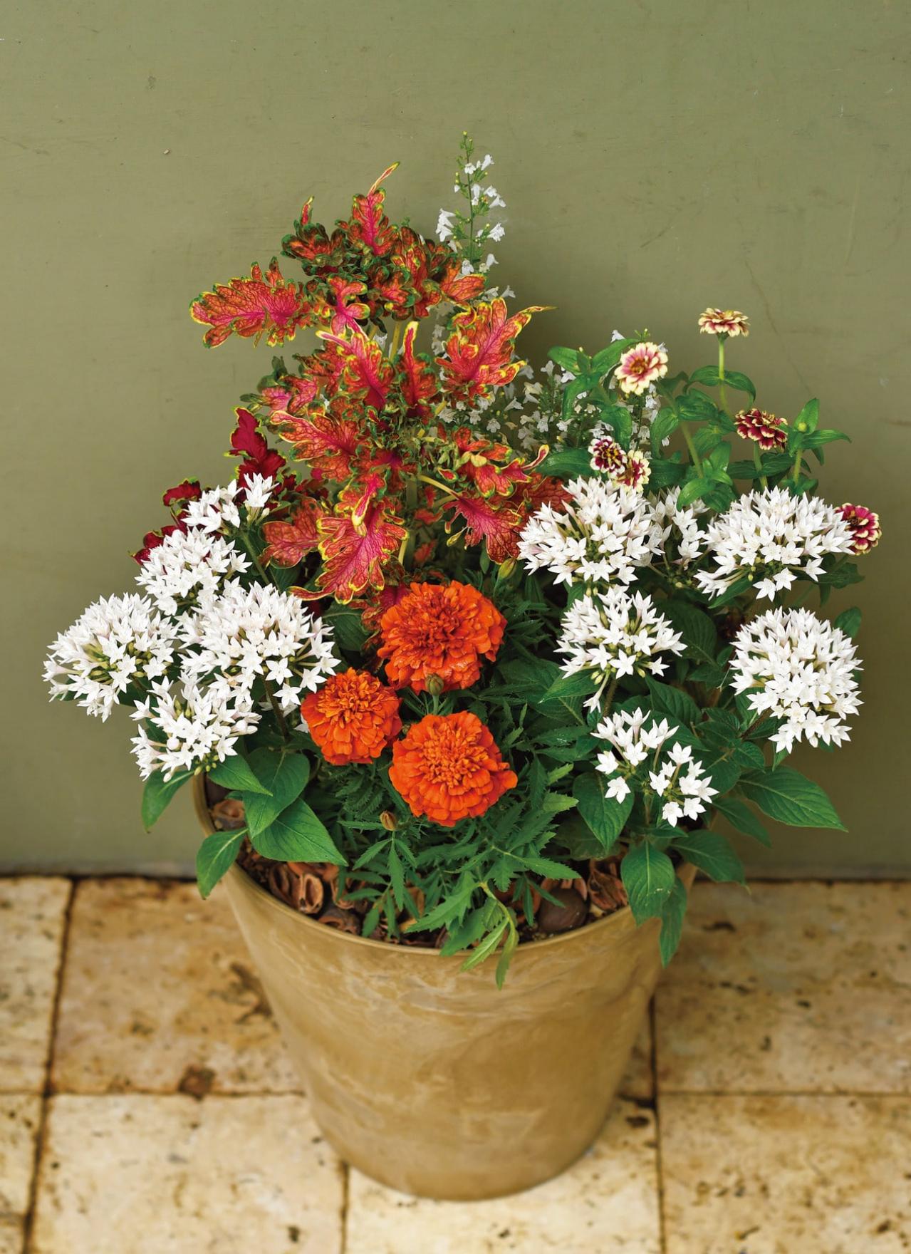 【ガーデニング】初夏から秋まで咲く！ キュートな【ペンタス】の寄せ植え（画像5）