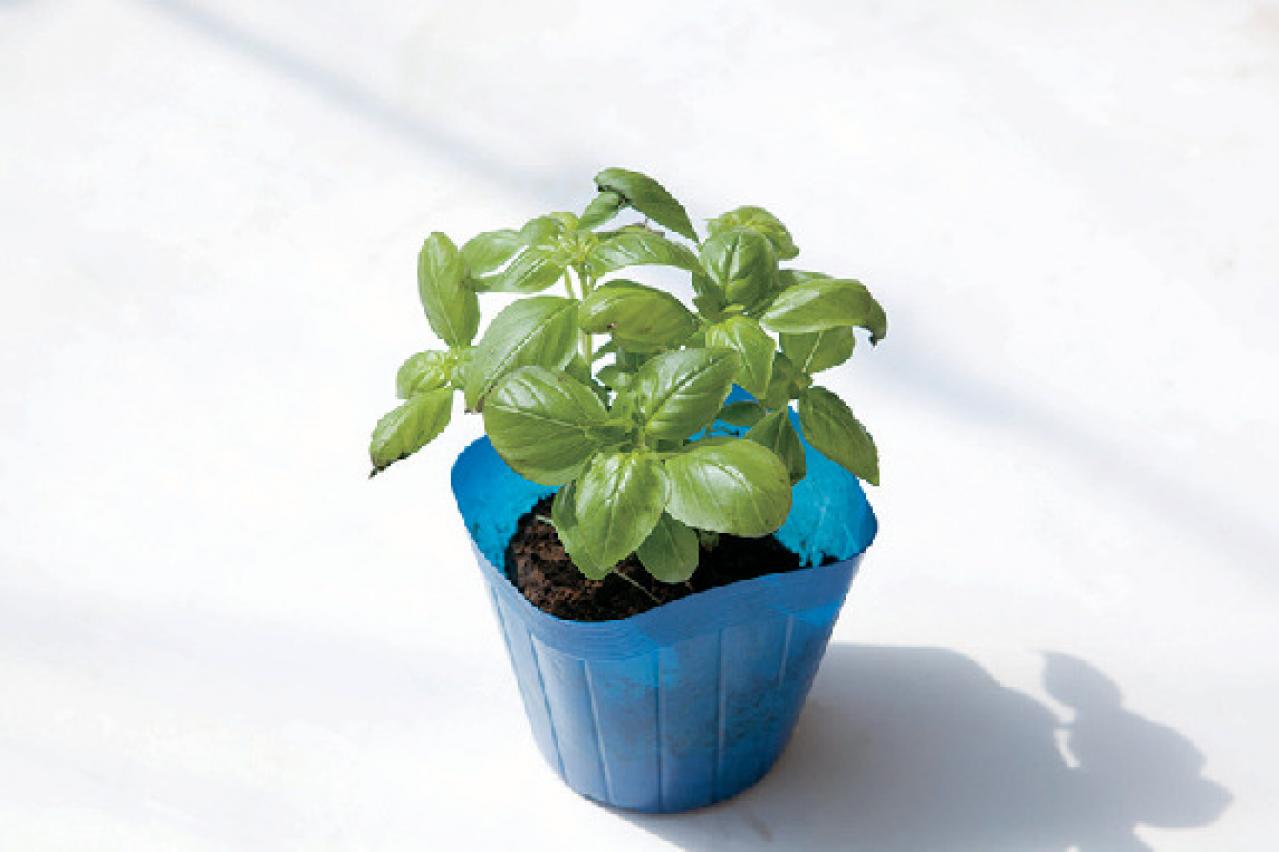 【ガーデニング】初心者でも育てやすく料理に活躍する「ハーブの寄せ植え」（画像7）