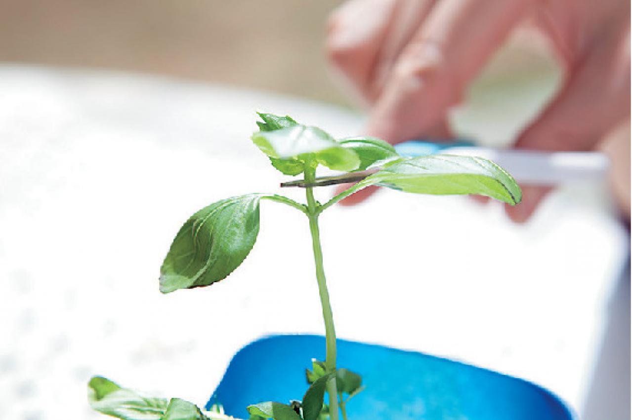 【ガーデニング】初心者でも育てやすく料理に活躍する「ハーブの寄せ植え」（画像14）