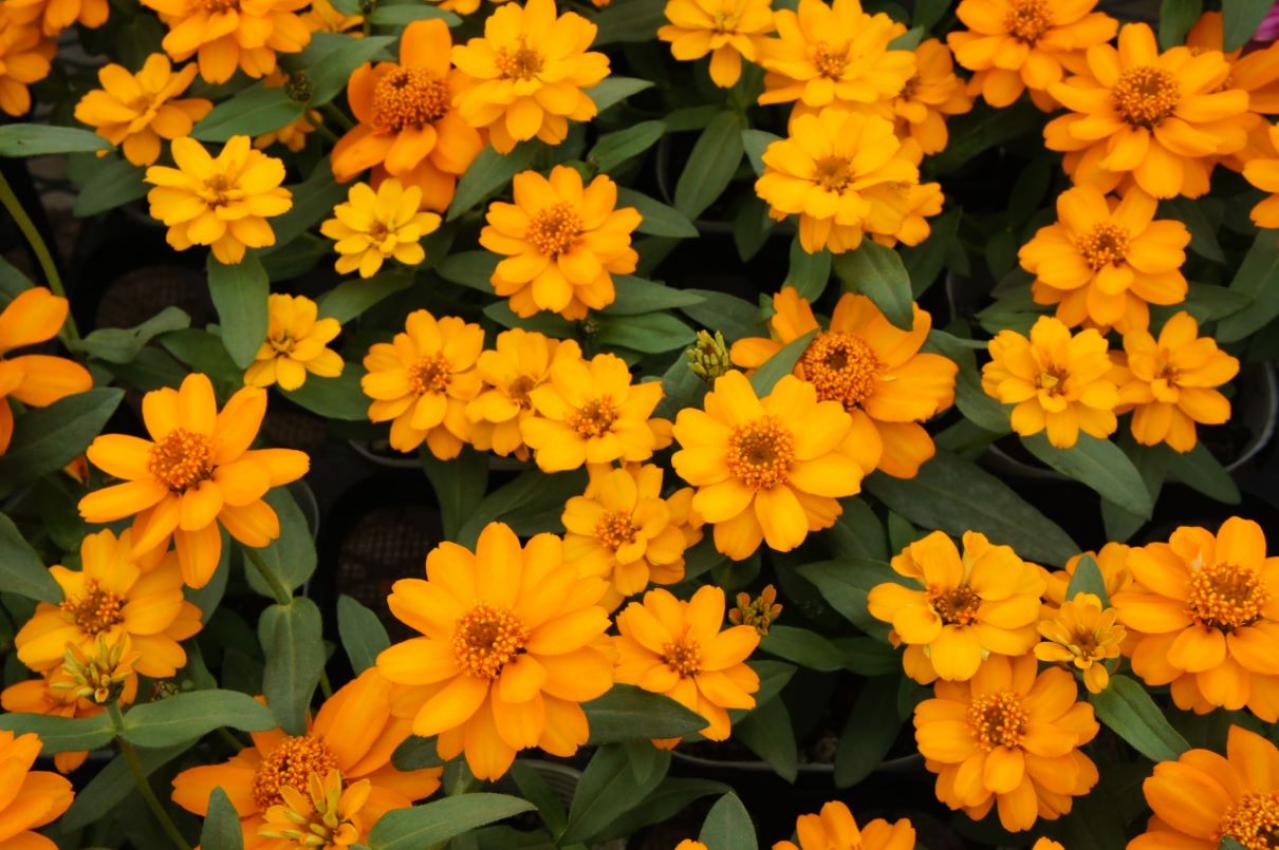 【ガーデニング】秋まで繰り返し咲くのが魅力！ 初心者でも育てやすい【ジニアの寄せ植え】（画像2）