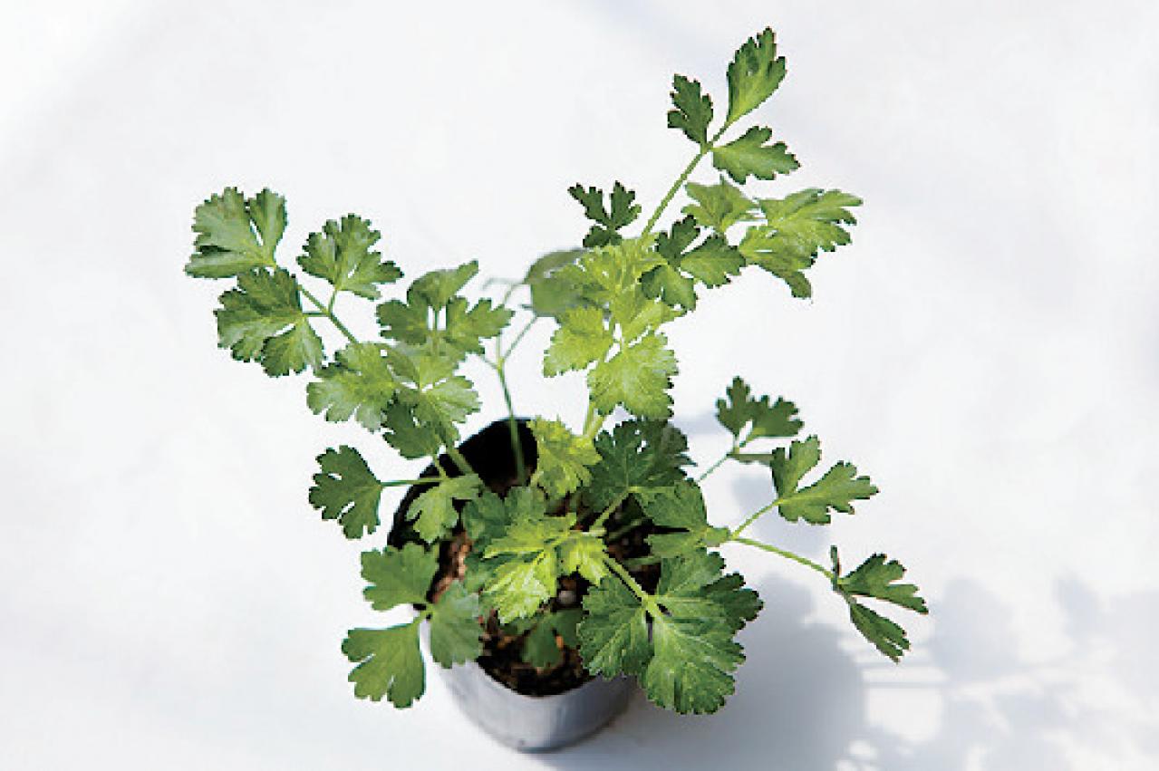 【ガーデニング】初心者でも育てやすく料理に活躍する「ハーブの寄せ植え」（画像5）