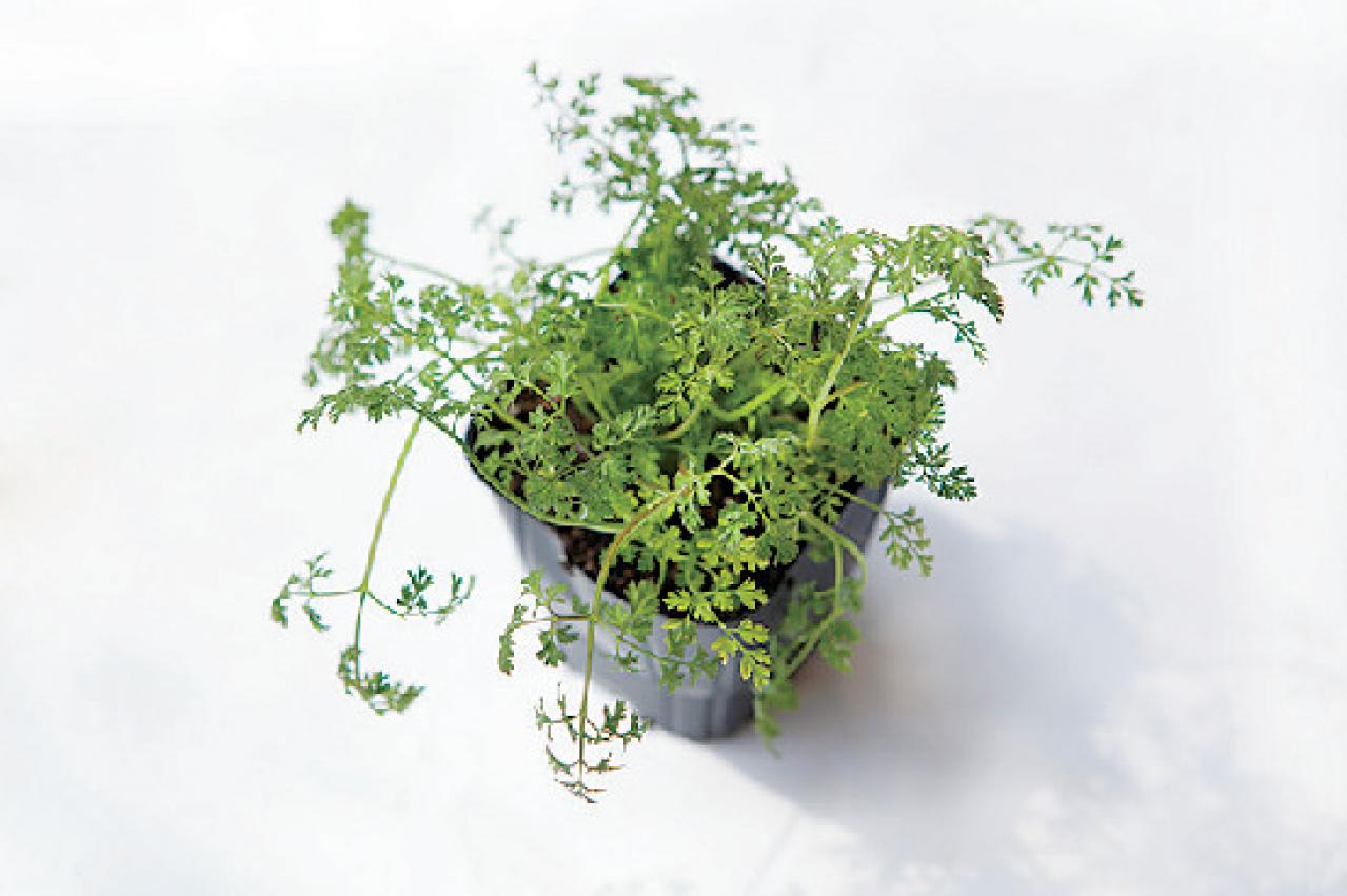 【ガーデニング】初心者でも育てやすく料理に活躍する「ハーブの寄せ植え」（画像9）