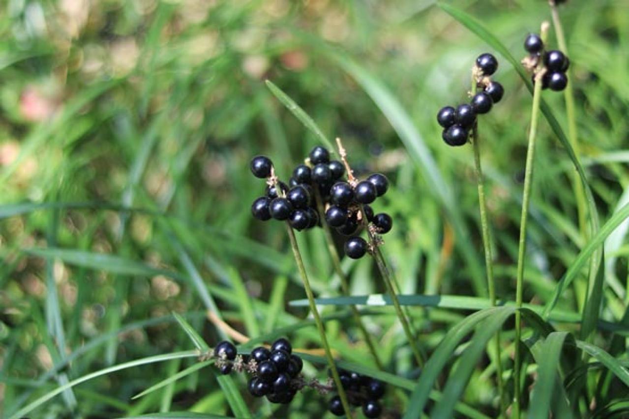 【ガーデニング】手間いらず！多年草のリーフプランツで初夏の庭を涼やかに飾る。花が少なくても大丈夫！（画像18）