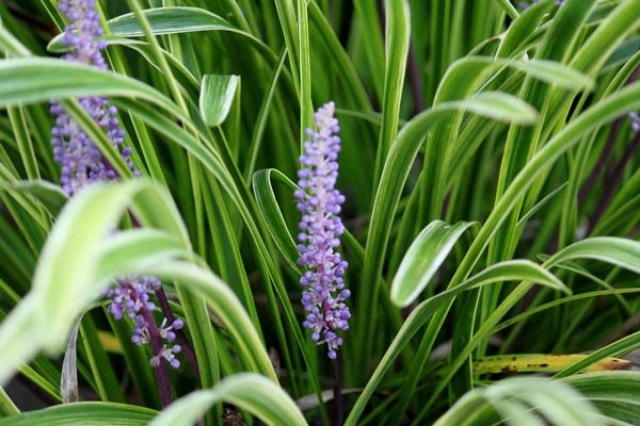 【ガーデニング】手間いらず！多年草のリーフプランツで初夏の庭を涼やかに飾る。花が少なくても大丈夫！（画像17）