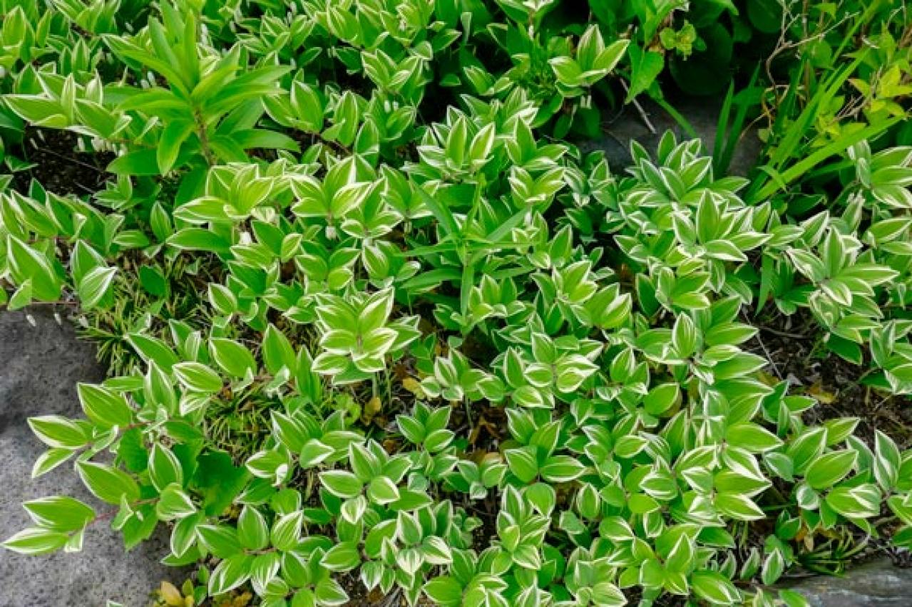 【ガーデニング】手間いらず！多年草のリーフプランツで初夏の庭を涼やかに飾る。花が少なくても大丈夫！（画像10）