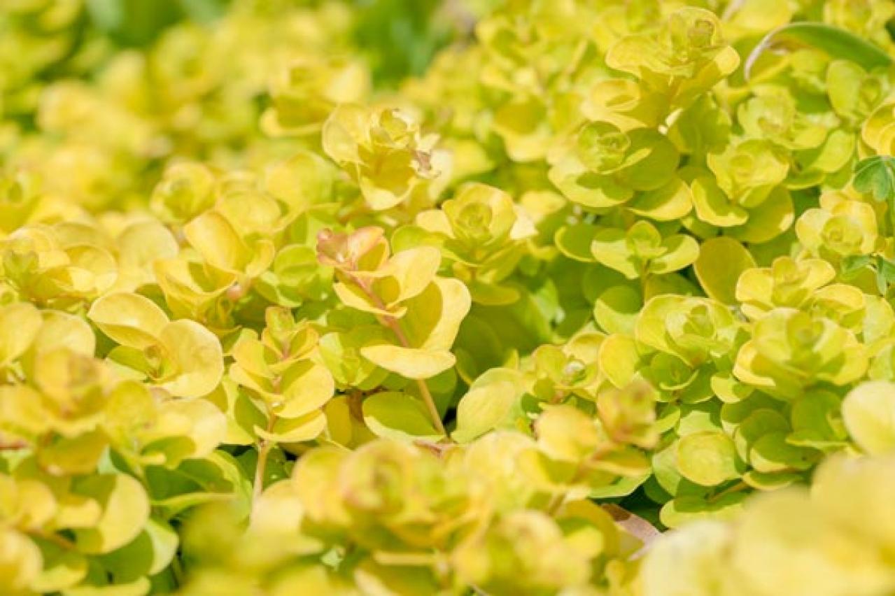 【ガーデニング】手間いらず！多年草のリーフプランツで初夏の庭を涼やかに飾る。花が少なくても大丈夫！（画像6）